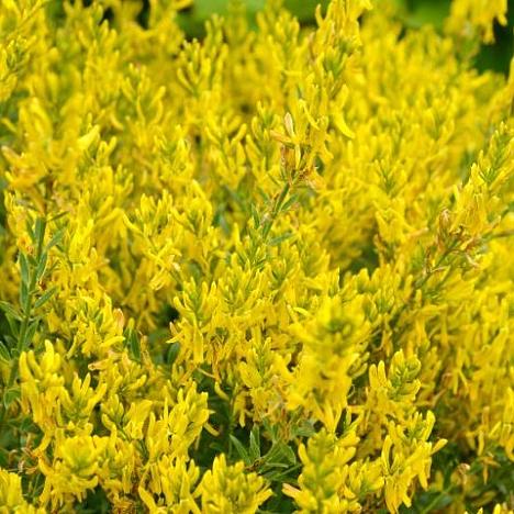 Блок живой изгороди Дрок красильный