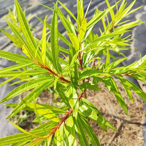 Ива Сахалинская