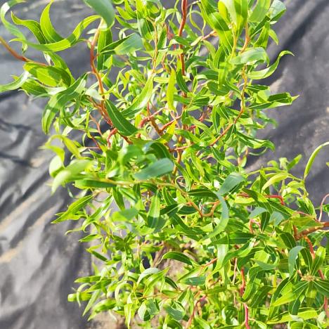 Ива Матсудана