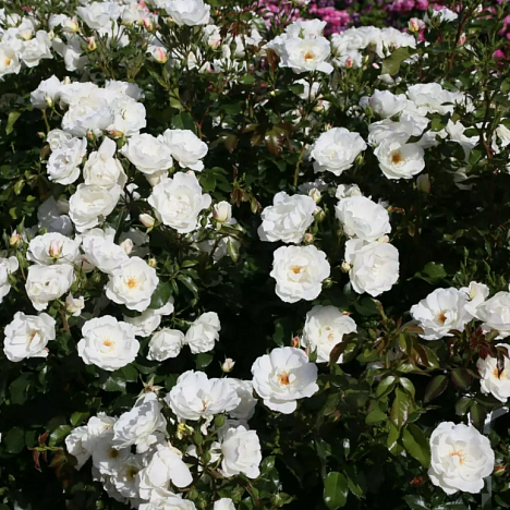 Роза парковая Вайсе Вольке