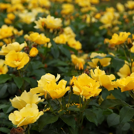 Роза флорибунда Лемон Физз