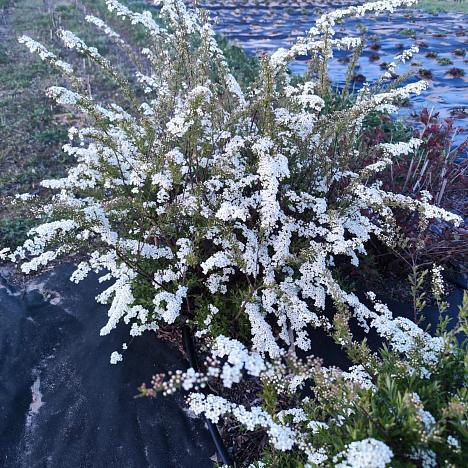 Спирея серая Грефшейм