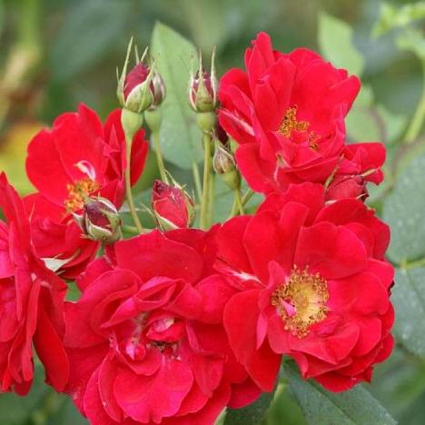 Роза шраб Аделаида Худлес