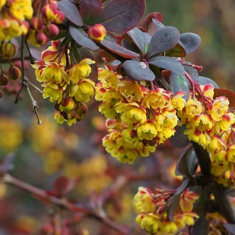 Барбарис Оттавский Суперба