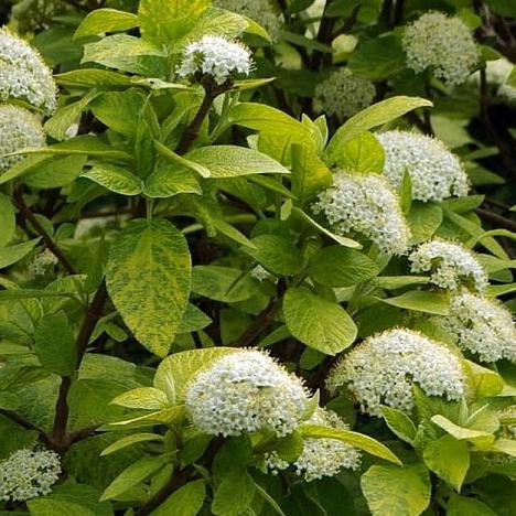 Калина гордовина Ауреовариегата