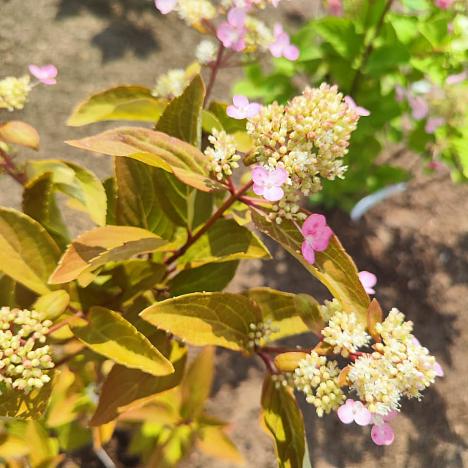 Гортензия метельчатая Эрли Гарри