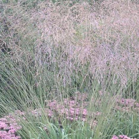 Молиния тростниковая Фонтан