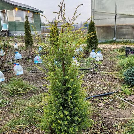 Можжевельник обыкновенный Голд Кон