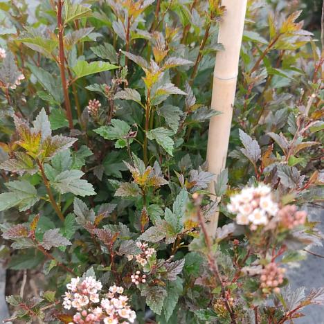 Пузыреплодник калинолистный Диаболо