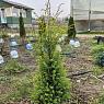 Можжевельник обыкновенный Голд Кон