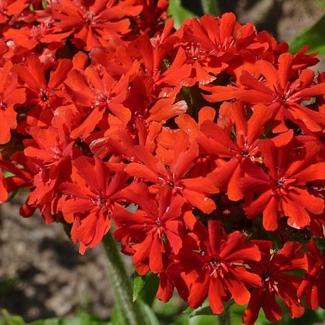 Лихнис халцедонский