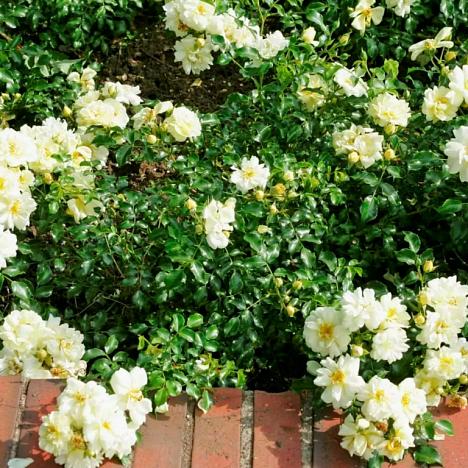 Роза почвопокровная Санни Роуз