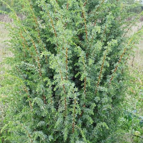 Можжевельник обыкновенный Мейер