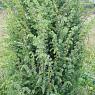 Можжевельник обыкновенный Мейер