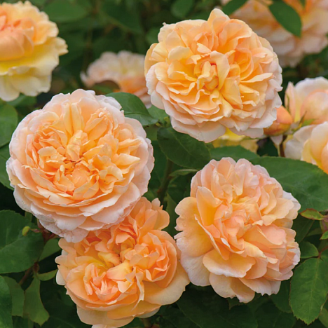 Роза парковая Зе Лэди Гарденер