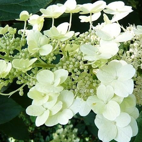 Гортензия метельчатая Юник