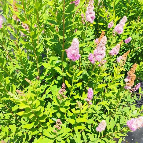 Спирея Дугласа