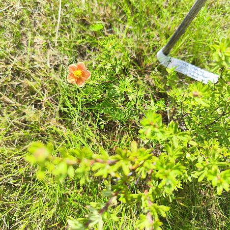 Лапчатка кустарниковая Мариан Ред Робин