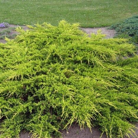 Можжевельник средний Пфитцериана Ауреа