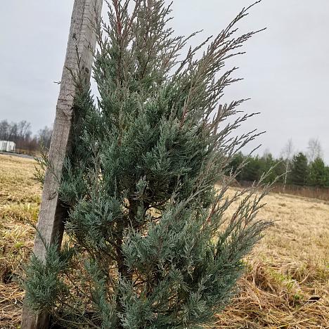 Можжевельник скальный Мунглоу