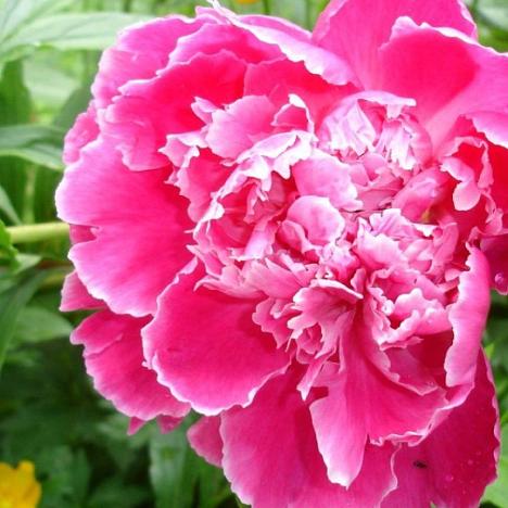 Пион травянистый Утренний Иней