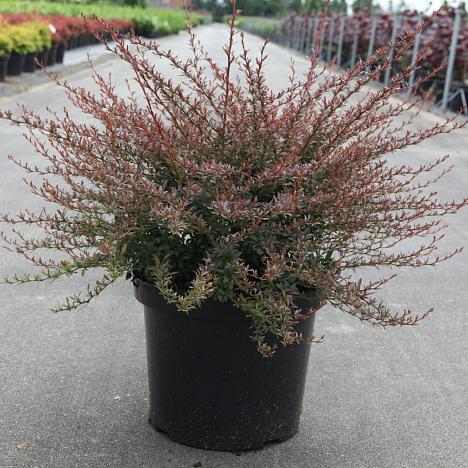 Барбарис Тунберга Ред Дрим