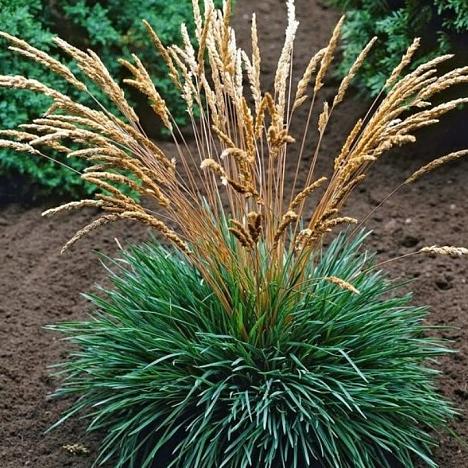 Тонконог сизый