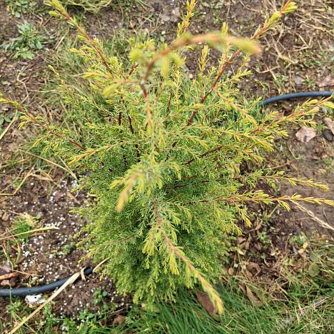 Можжевельник обыкновенный Голд Кон