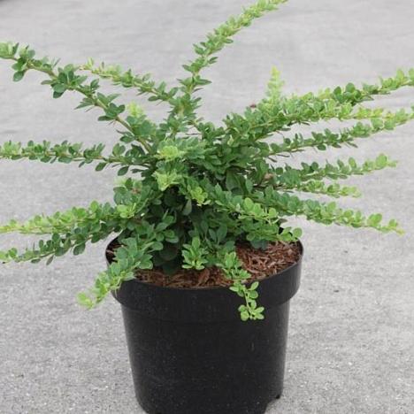 Барбарис Тунберга Грин Карпет