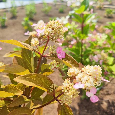 Гортензия метельчатая Эрли Гарри