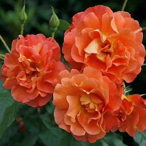 Роза парковая Вестерленд