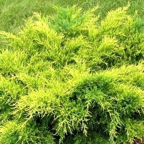Можжевельник средний Мордиган Голд
