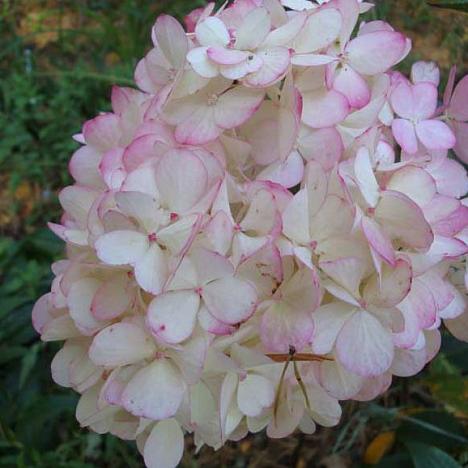 Гортензия метельчатая Фантом