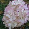 Гортензия метельчатая Фантом