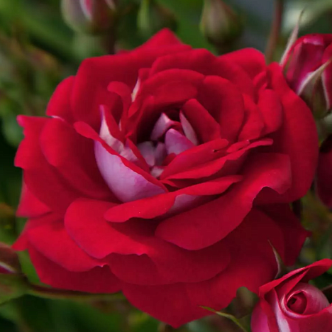 Роза миниатюрная Корасона