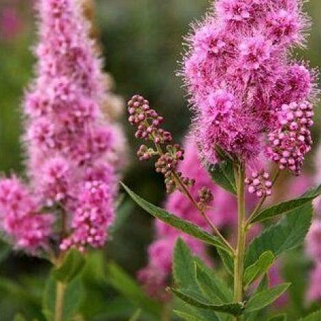 Спирея Билларда