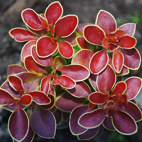 Барбарис Тунберга Адмирейшен