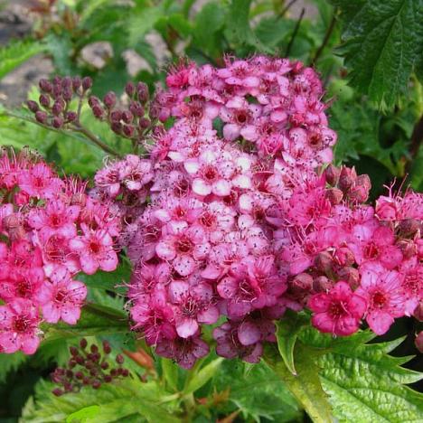 Спирея Криспа