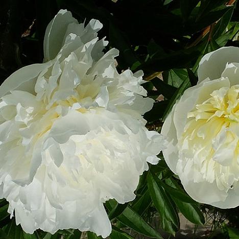 Пион травянистый Дюшес де Немур