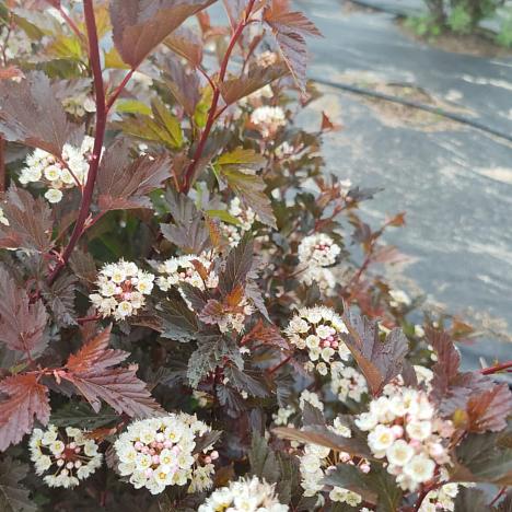 Пузыреплодник калинолистный Саммер Вайн