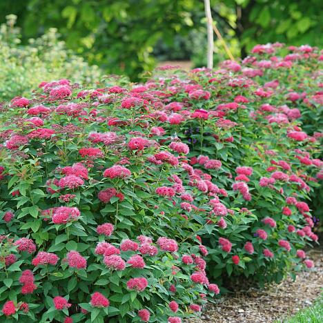 Спирея японская Антони Ватерер