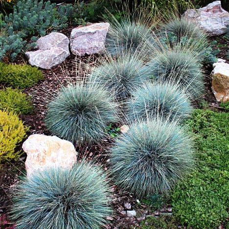 Овсяница голубая