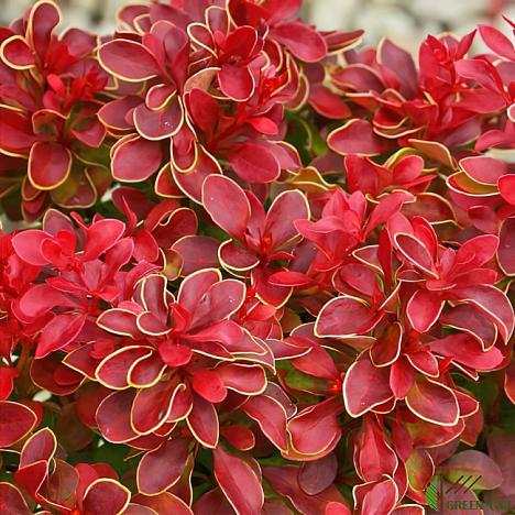 Барбарис Тунберга Адмирейшен