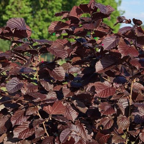 Лещина обыкновенная Пурпуреа