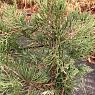 Можжевельник виргинский Грей Оул