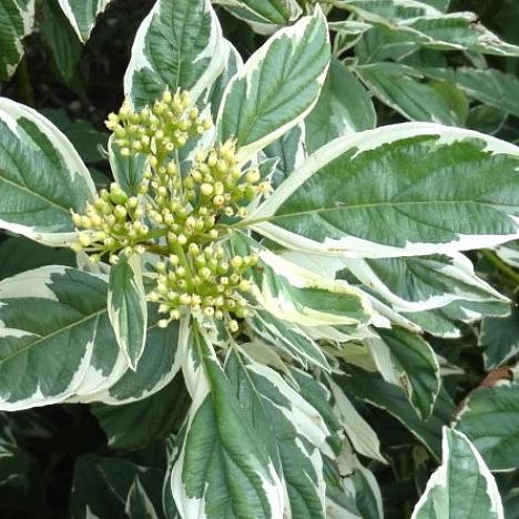 Дерен отпрысковый Вайт Голд