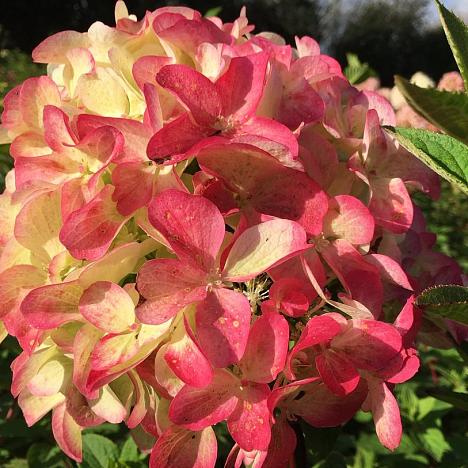 Гортензия метельчатая Граффити