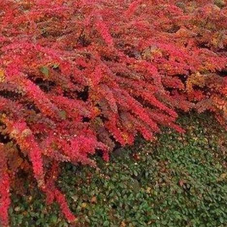 Барбарис Тунберга Грин Карпет