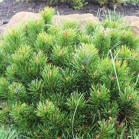 Сосна горная карликовая