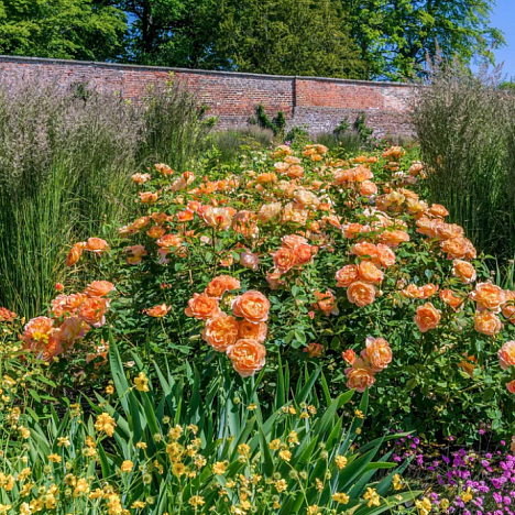 Роза парковая Леди Из Шалотт